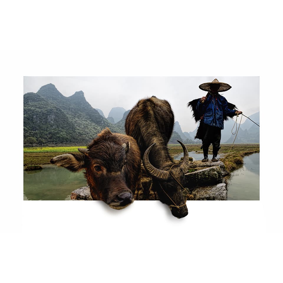 A mesmerizing scene of rural China, where ancient traditions meet breathtaking landscapes. A farmer and his water buffaloes stand poised on the edge of a serene waterway, framed by the majestic karst mountains. This image captures the enduring bond between humans, animals, and nature, inviting viewers to contemplate the timeless rhythms of life.