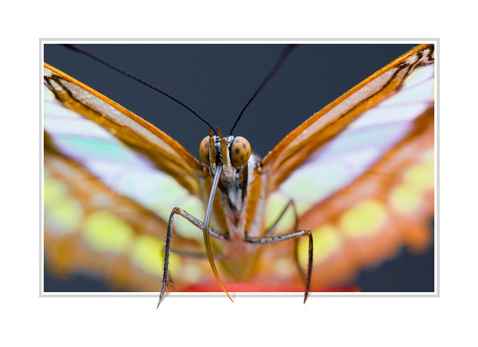 A stunning close-up of a butterfly, capturing the intricate beauty of nature's design. The image draws us into the insect's world, revealing details invisible to the casual observer. It's a celebration of life's diversity and a reminder of the magnificent intricacy present in even the smallest creatures.