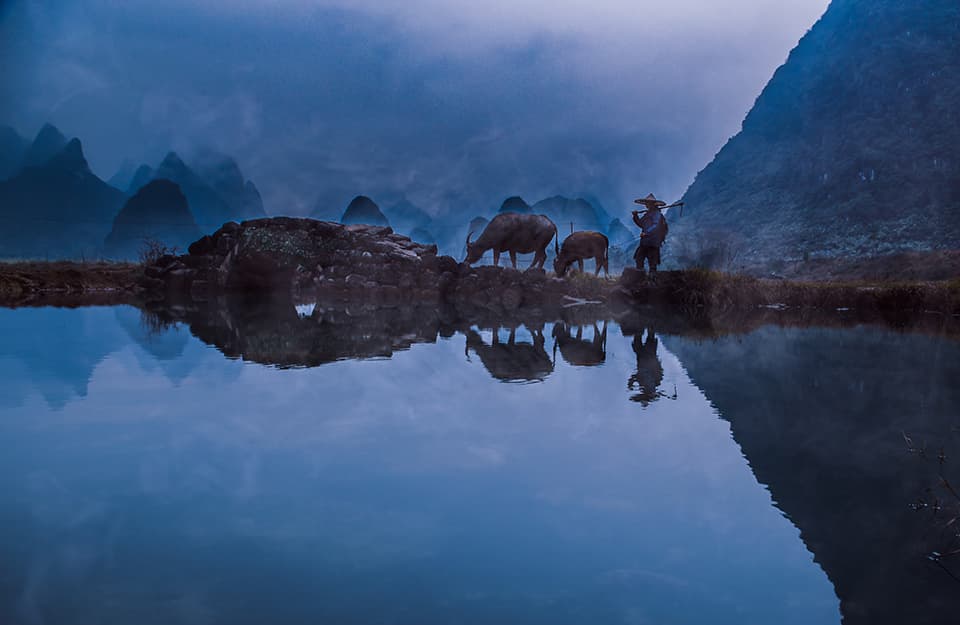 In the misty blue light of dawn, a farmer and his water buffaloes traverse an ancient landscape. This powerful image speaks to the timeless connection between humans, animals, and nature, inviting reflection on our place in the world.