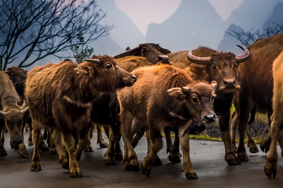 A close-up view of water buffaloes moving along a path, their curious faces framed against the misty backdrop of Guilin's majestic peaks. This image captures the intimate relationship between the animals and their awe-inspiring environment.