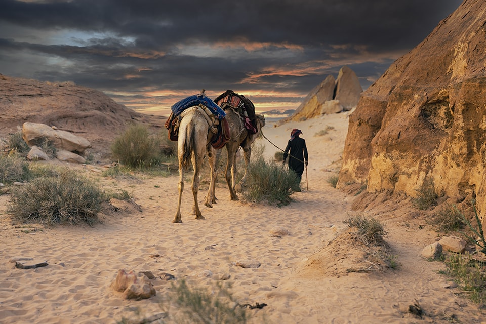 A lone traveler leads two camels through a rugged desert landscape at sunset. The golden light illuminates the sand and rocky outcrops, creating a dramatic contrast with the stormy sky above. This scene captures the timeless nature of desert travel and the raw beauty of the environment.