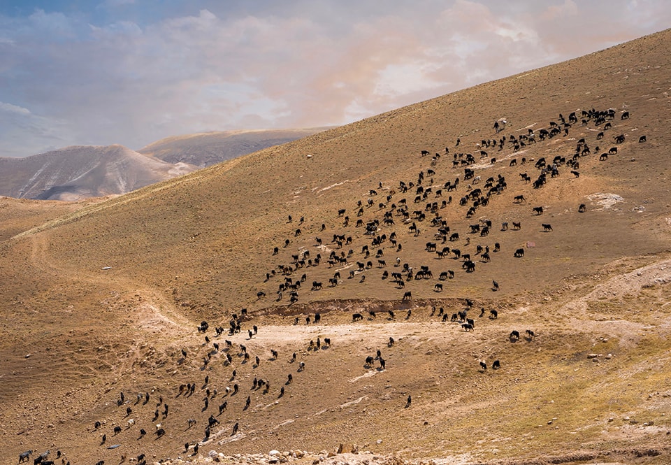 A large herd of goats or sheep spreads across a barren mountainside, creating a living tapestry against the earth-toned landscape. The scene captures the scale of pastoral life in mountainous regions, showcasing the relationship between the animals, the land, and unseen shepherds guiding this migration.