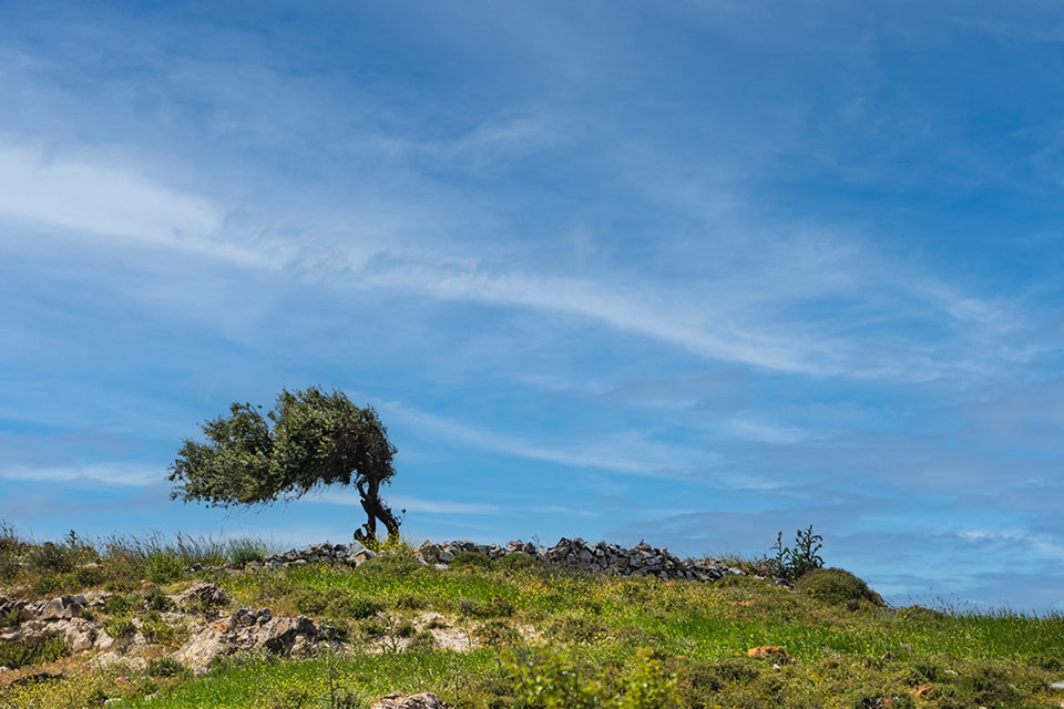 A single, wind-shaped tree stands atop a grassy hill, silhouetted against a vast blue sky. The tree's resilience is evident in its bent form, a testament to nature's perseverance. The simplicity of the composition emphasizes the tree's solitary presence in the landscape.