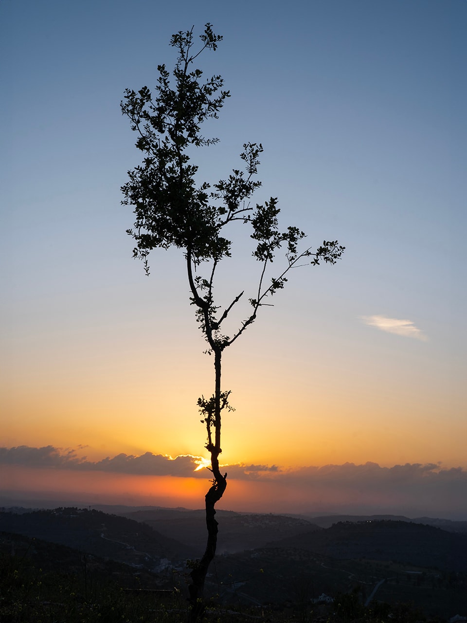 A single, slender tree stands in stark silhouette against a vibrant sunset sky. Its delicate branches reach upward, creating an intricate pattern against the fading light. The image captures a moment of serene beauty, with rolling hills visible in the shadowed distance below.