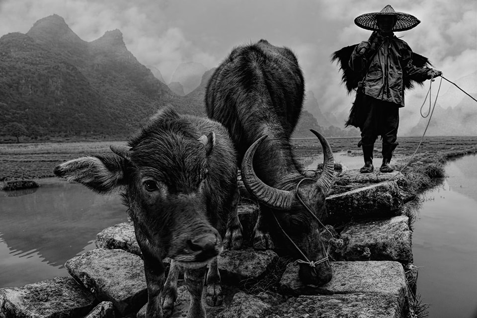 A powerful portrait of rural life in China, where man and beast work in timeless partnership against a backdrop of majestic mountains. The water buffalo's curious gaze draws us into the scene, while the farmer stands as a silent guardian of tradition. This image speaks to the enduring relationship between humans, animals, and the land that sustains them.
