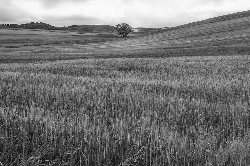 Rolling hills of grain stretch to the horizon, punctuated by a solitary tree standing sentinel in the distance. The interplay of light and shadow across the field creates a mesmerizing texture, reflecting the quiet drama of rural landscapes. This image captures the serene beauty of agricultural lands and the subtle power of open spaces.