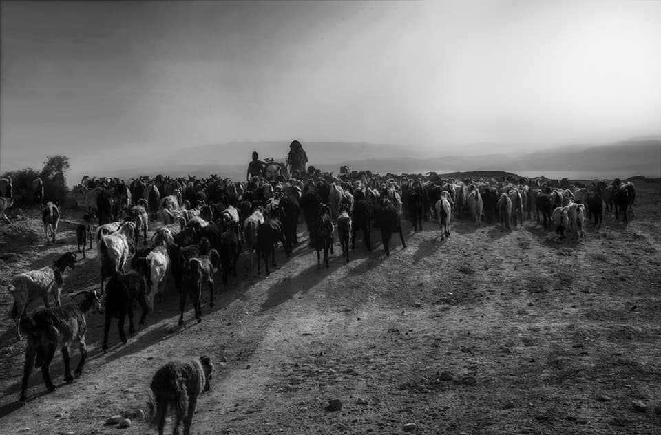 A vast herd of animals moves across a stark landscape, led by shepherds barely visible among their charges. This powerful image evokes the timeless nature of nomadic life and the symbiotic relationship between humans and their livestock. The misty background lends an air of mystery and endless possibility to their journey.