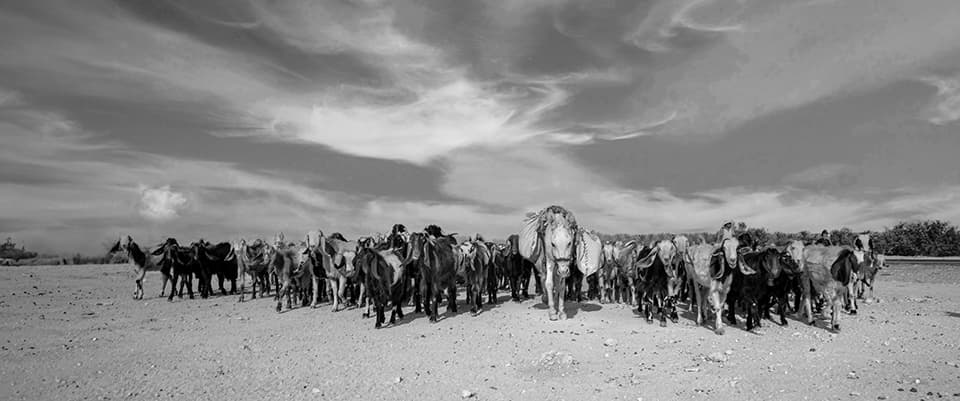 A herd of goats stands proudly at attention, their collective gaze fixed on the horizon. The stark contrast between the animals and the barren landscape emphasizes their resilience and adaptability. This image speaks to the strength found in community and the ability of life to thrive in even the harshest environments.